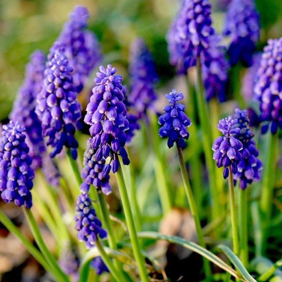 GRAPE HYACINTH BULBS 150 for $40 - Picture 2 of 4
